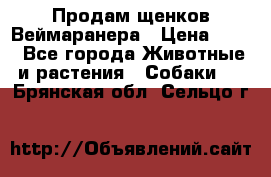Продам щенков Веймаранера › Цена ­ 30 - Все города Животные и растения » Собаки   . Брянская обл.,Сельцо г.